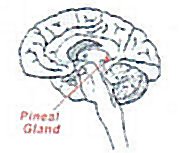 diagram of brain