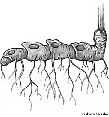 rhizome